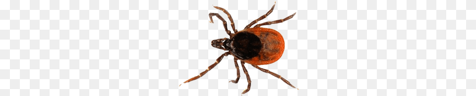 Tick, Animal, Food, Invertebrate, Lobster Png