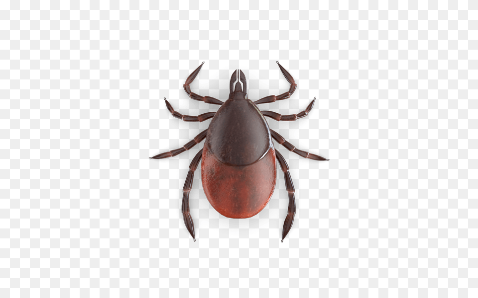 Tick, Animal, Insect, Invertebrate Free Transparent Png