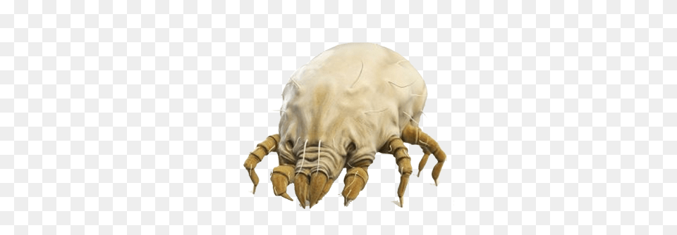 Tick, Electronics, Hardware, Animal, Elephant Free Transparent Png