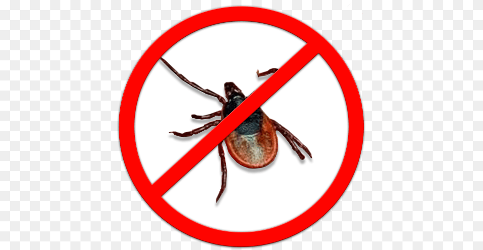 Tick Free Transparent Png