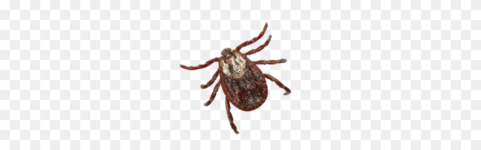 Tick, Animal, Insect, Invertebrate Free Png Download