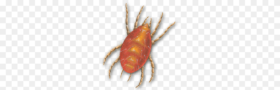 Tick, Animal, Invertebrate, Spider Png