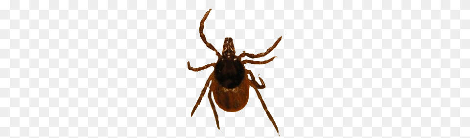 Tick, Animal, Invertebrate, Spider Free Transparent Png