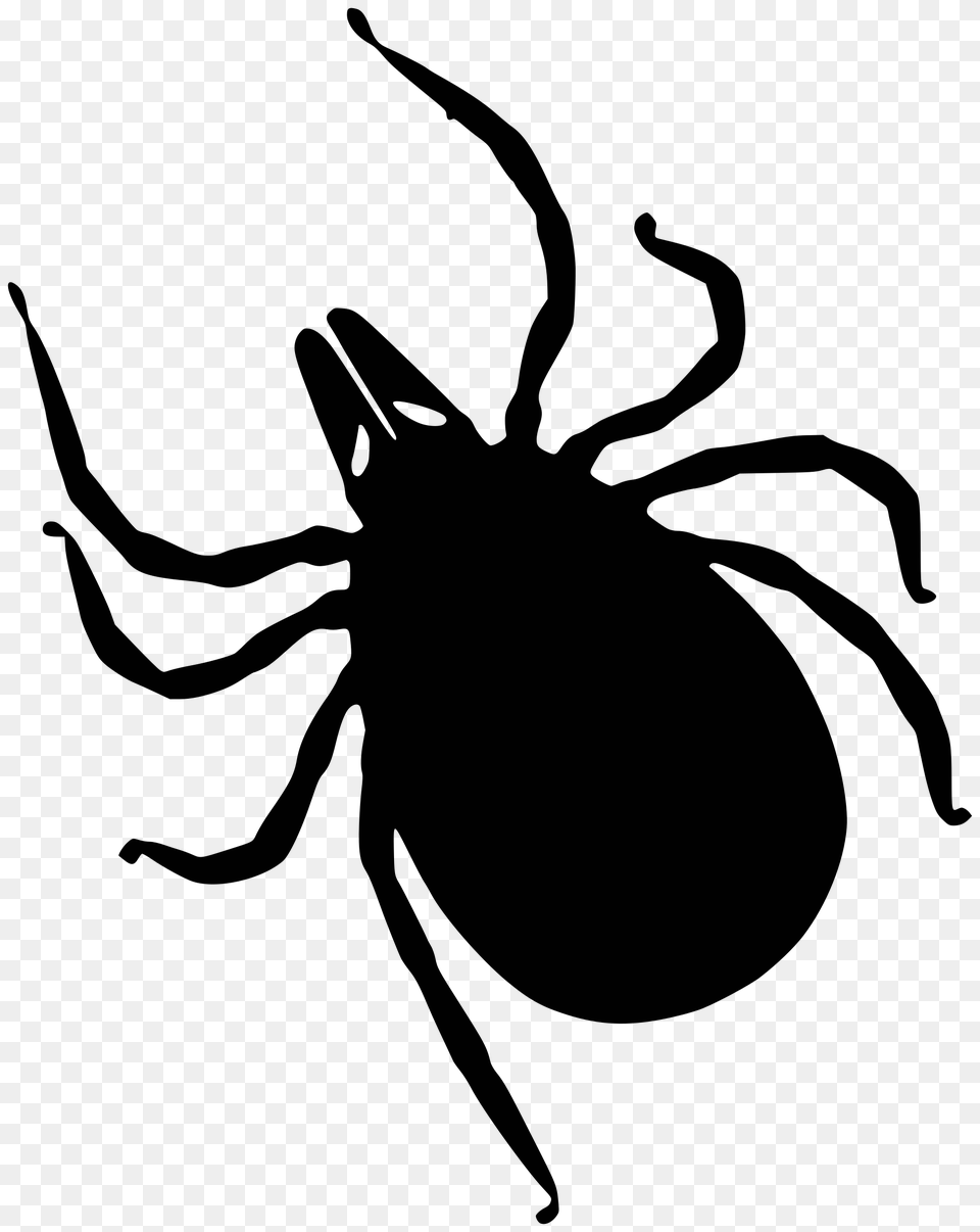 Tick, Animal, Invertebrate, Spider Free Png Download