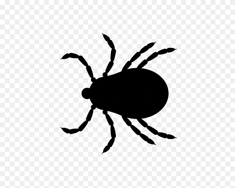 Tick, Animal, Insect, Invertebrate Png Image