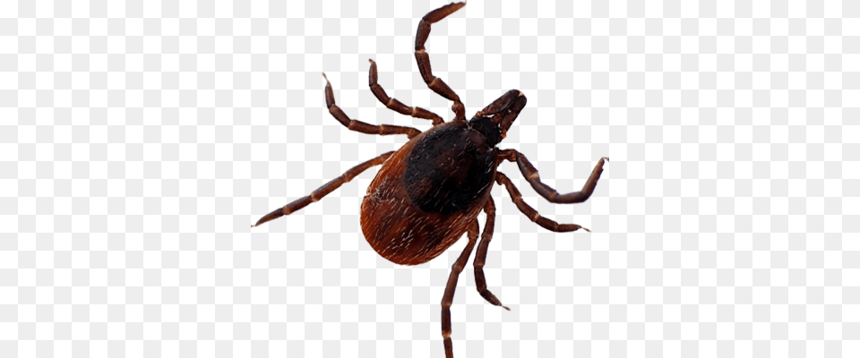 Tick, Animal, Invertebrate, Spider Png