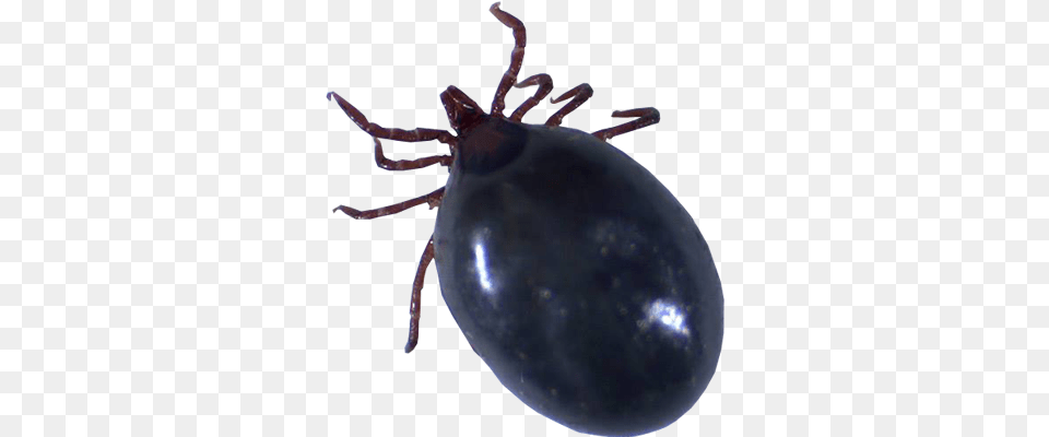 Tick Png
