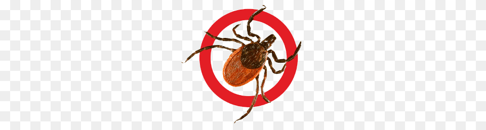 Tick, Animal, Insect, Invertebrate Png Image