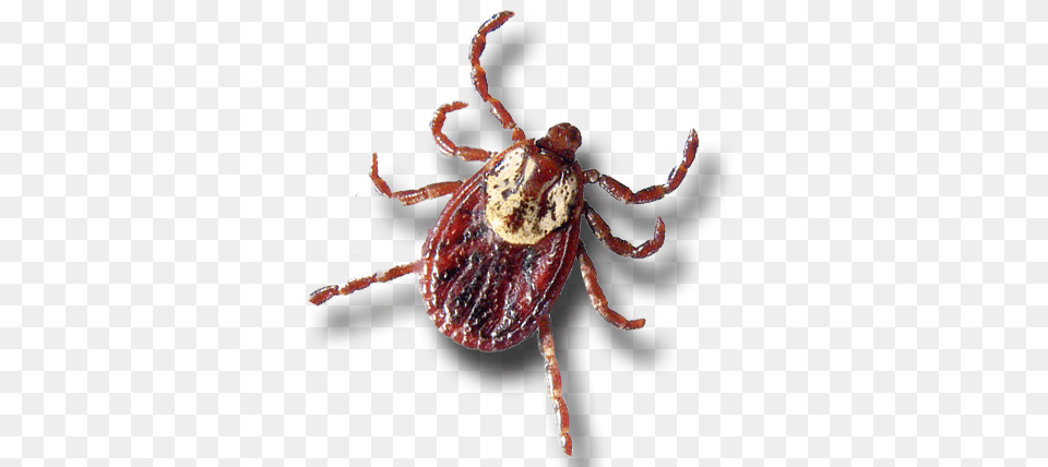 Tick, Animal, Insect, Invertebrate Png