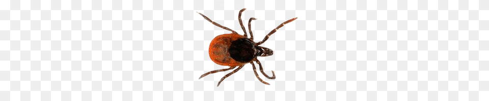 Tick, Animal, Invertebrate, Spider Png Image