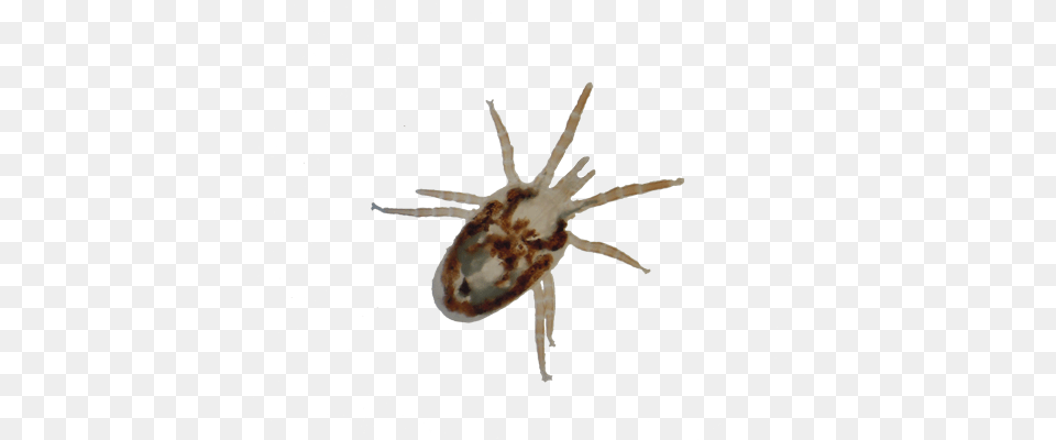 Tick, Animal, Invertebrate, Spider Free Transparent Png