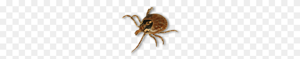 Tick, Animal, Insect, Invertebrate Free Png Download