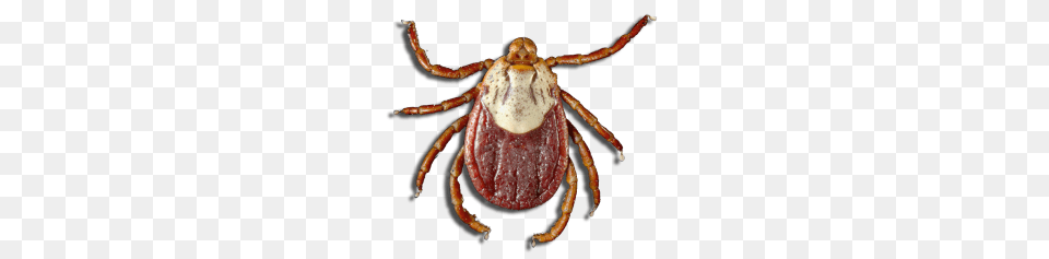 Tick, Animal, Insect, Invertebrate Png Image