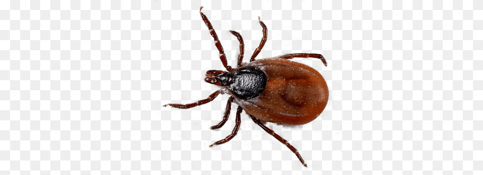 Tick, Animal, Insect, Invertebrate Free Png