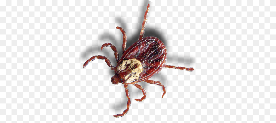 Tick, Animal, Insect, Invertebrate Free Png