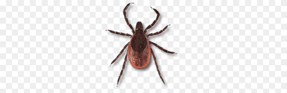 Tick, Animal, Insect, Invertebrate Free Png