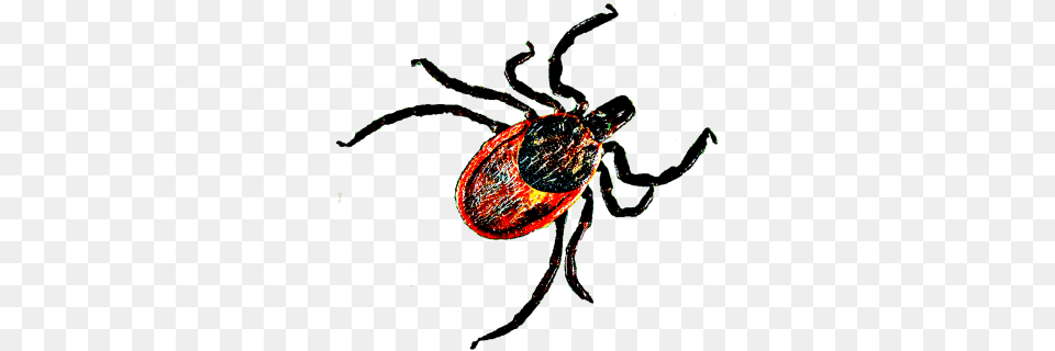 Tick Free Png