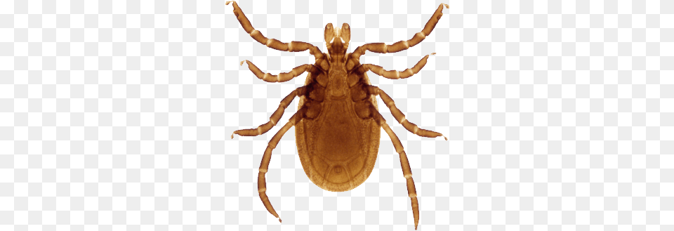 Tick, Animal, Insect, Invertebrate Free Png Download