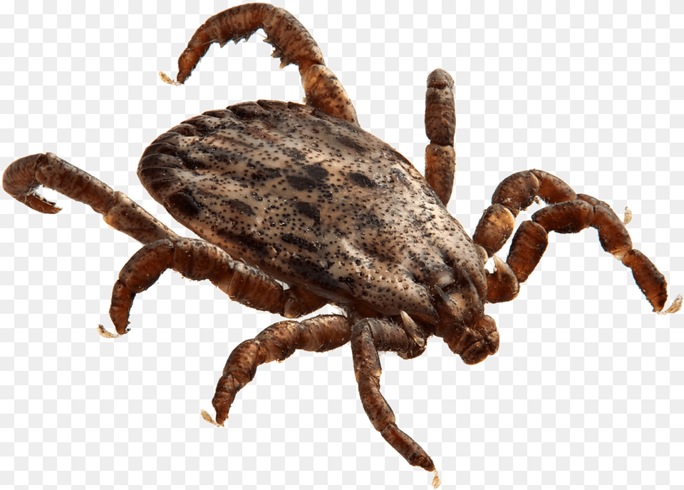 Tick Bug Tick Insect, Animal, Invertebrate Free Png Download