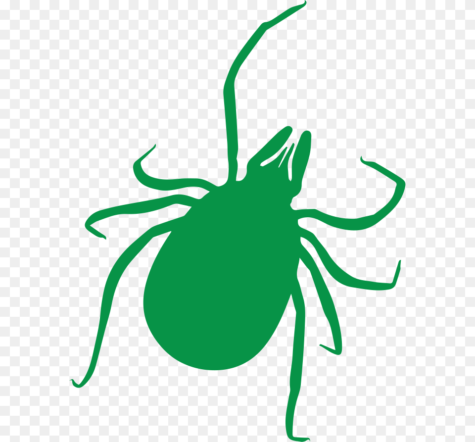 Tick Bug Transparent Png Image