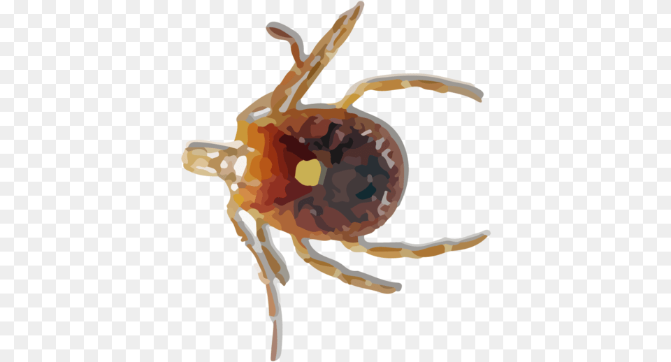 Tick Insect Lone Star Tick, Person, Animal, Invertebrate, Spider Png