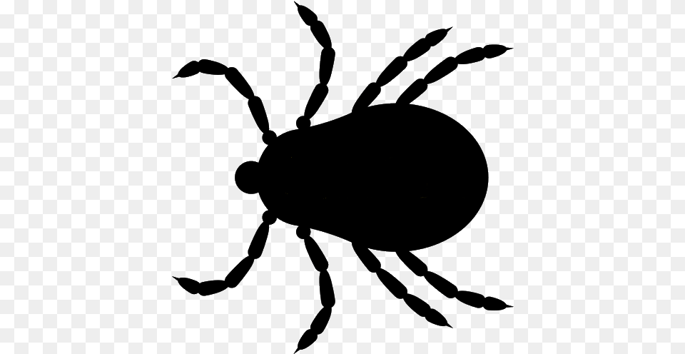 Tick Insect Tick, Accessories, Jewelry, Necklace Free Transparent Png