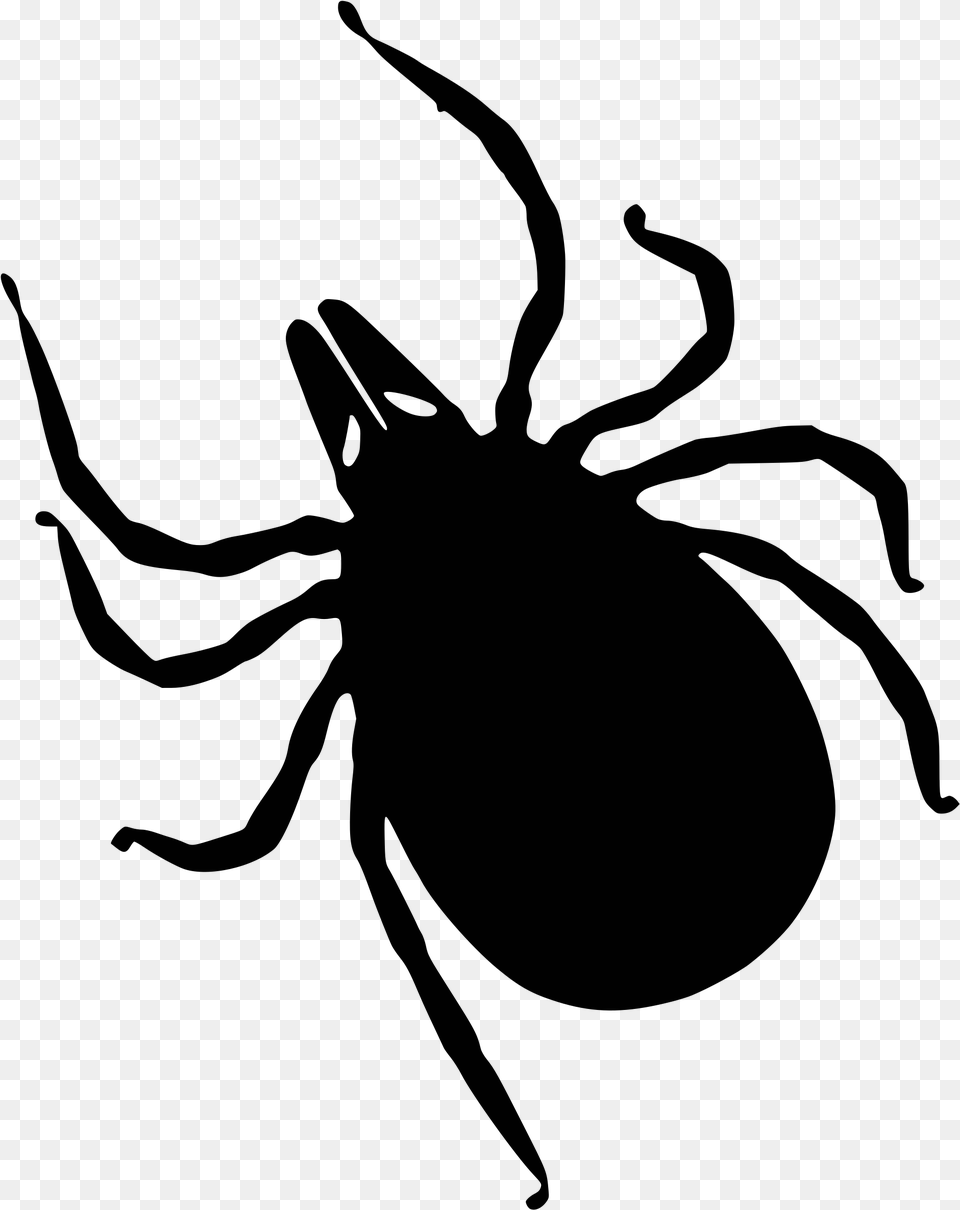 Tick Insect Ticks Clipart, Animal, Invertebrate, Spider Png Image