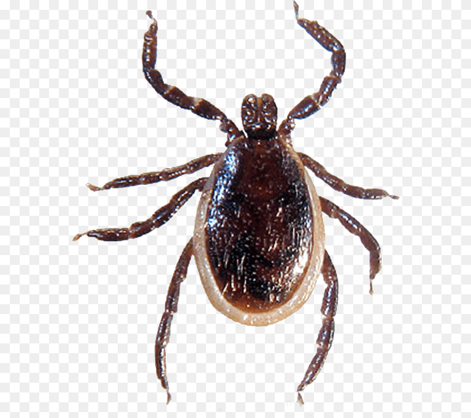 Tick Photoshop Ticks In Southern Ontario, Animal, Insect, Invertebrate Free Transparent Png