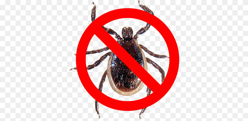 Tick Spray Hornet, Animal, Invertebrate, Spider Free Transparent Png