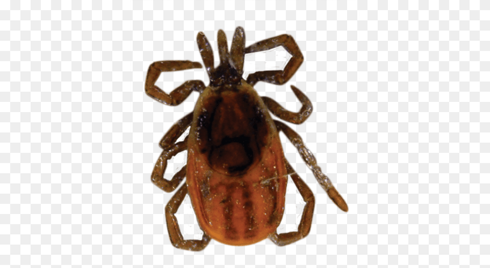 Tick Vector Light Brown Tick With Black Spot, Animal, Insect, Invertebrate, Spider Png