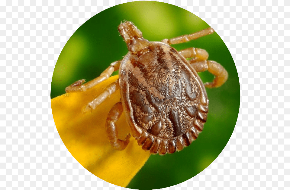 Ticks And Lyme Disease What You Need To Know Do Ticks In Michigan Carry Lyme Disease, Animal, Insect, Invertebrate, Tick Free Png