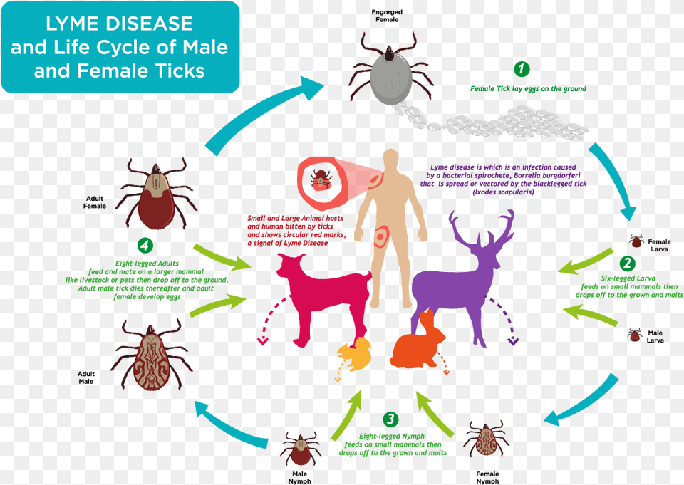 Ticks Life Cycle Lyme Disease Life Cycle, Publication, Book, Comics, Adult Free Transparent Png