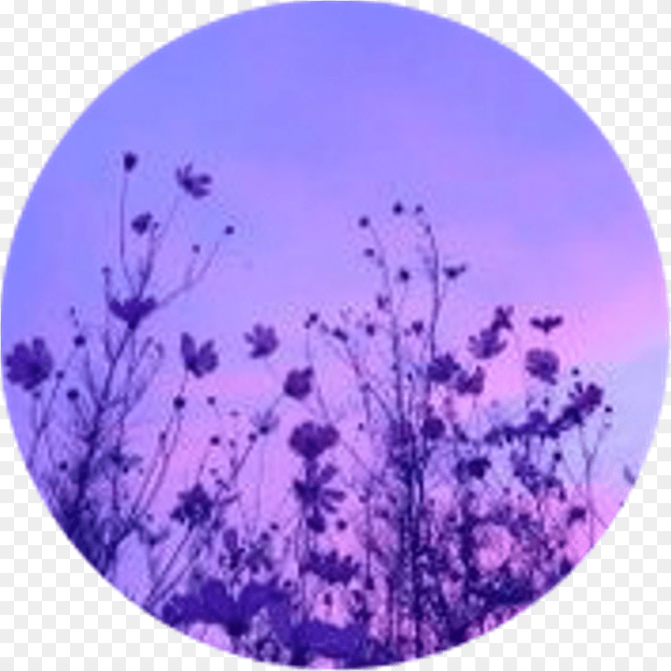 Tide Lyrics Niall Horan Image With Purple Aesthetic, Flower, Plant, Photography, Sky Free Png