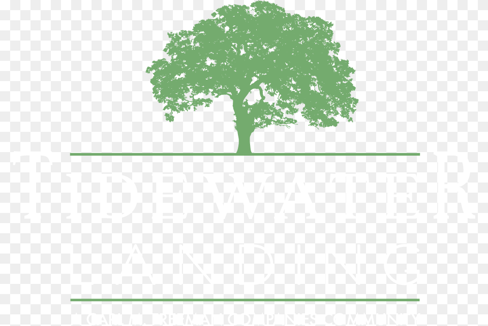 Tidewater Landing Oak, Plant, Sycamore, Tree Png Image