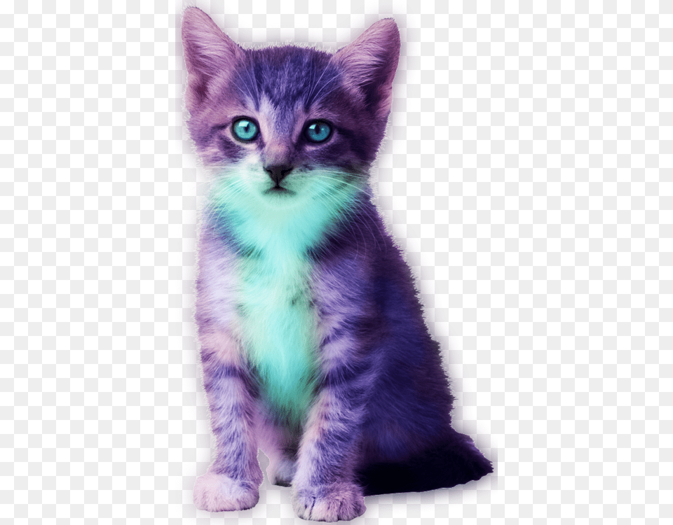 Tie Die Cute Funny Cat Cat Money Gif, Animal, Kitten, Mammal, Pet Free Png