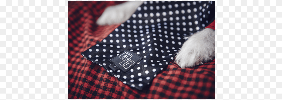 Tie On Ascot, Pattern, Bed, Furniture, Animal Free Png Download