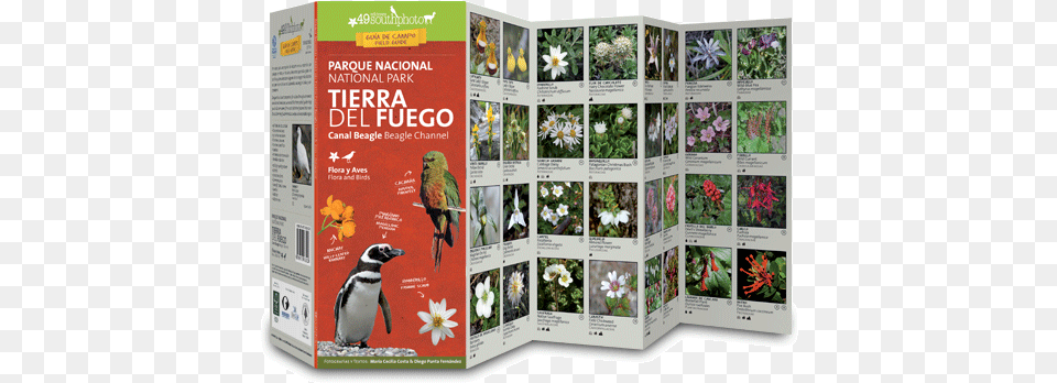 Tierra Del Fuego Amp Beagle Channel African Grey, Advertisement, Poster, Herbal, Herbs Free Png