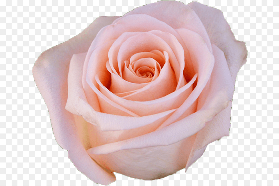 Tiffany Light Pink Rose Light Pink Rose, Flower, Plant, Petal Free Transparent Png