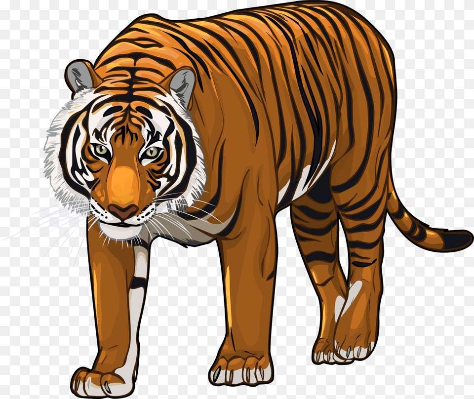 Tiger, Animal, Mammal, Wildlife Png Image