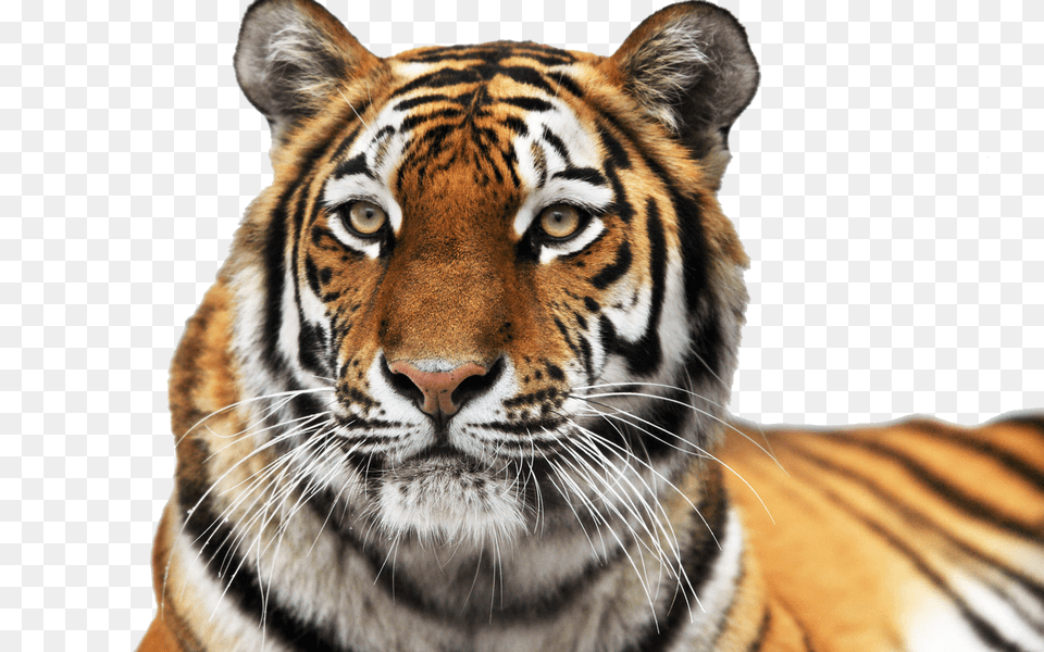 Tiger, Animal, Mammal, Wildlife Free Png