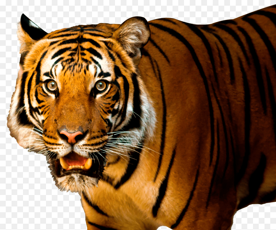 Tiger Free Png Download