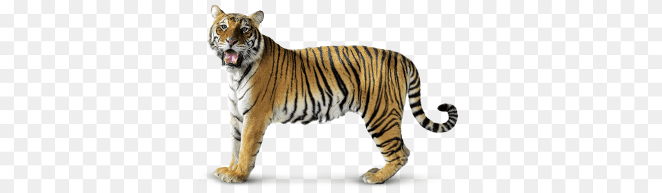 Tiger, Animal, Mammal, Wildlife Png Image