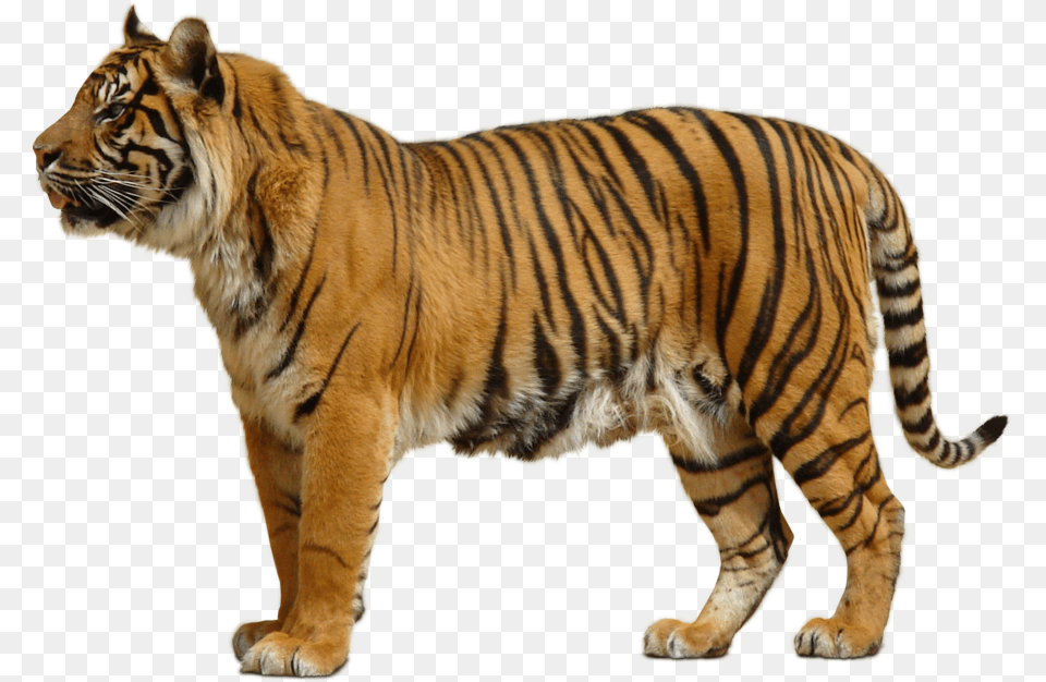 Tiger, Animal, Mammal, Wildlife Free Png Download