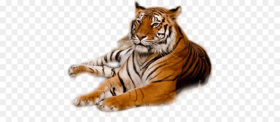 Tiger, Animal, Mammal, Wildlife Free Png Download