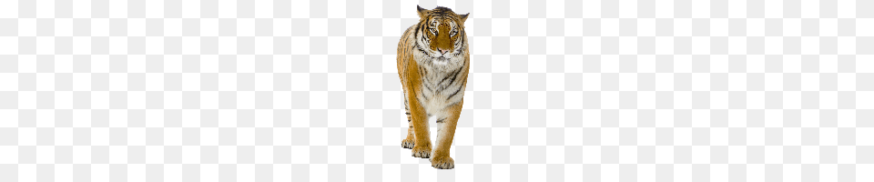 Tiger, Animal, Mammal, Wildlife Png