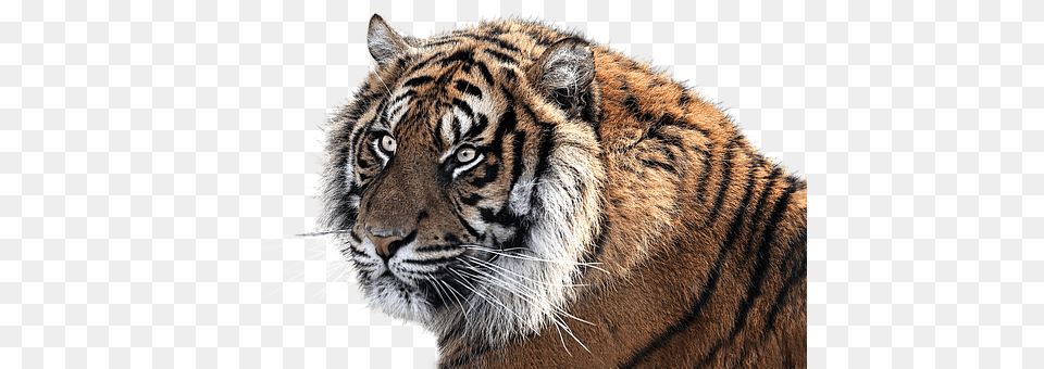 Tiger Animal, Mammal, Wildlife Png Image