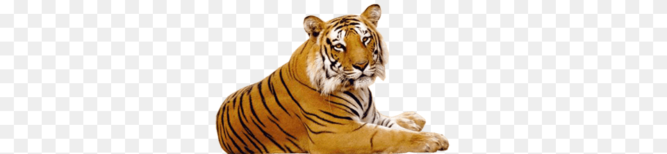 Tiger, Animal, Mammal, Wildlife Free Png