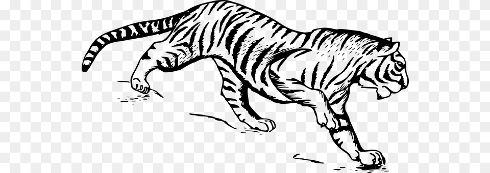 Tiger Gray Png