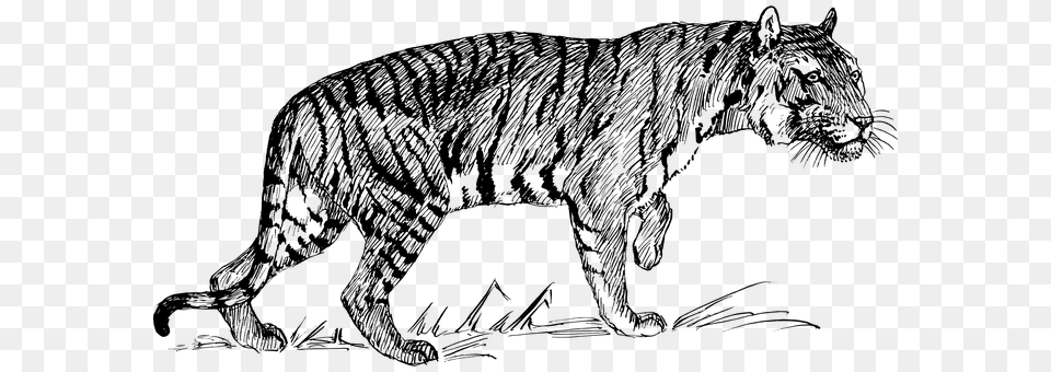 Tiger Gray Png Image
