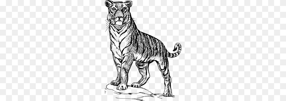 Tiger Gray Free Png